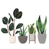 4 Faux Houseplant Wall Decals and Pots, Mix and Match Pots & Plants, Rubber Plant, Aloe Plant Decal, Cactus Decal, Snake Plant Fabric Decals