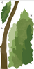 Large Acacia Tree Decal, Safari Nursery Decals, Repositionable Fabric Decals - Wall Dressed Up