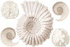 Large Seashell Wall Decals, Nautilus and Sand Dollar Decals, Shell Wall Stickers - Wall Dressed Up