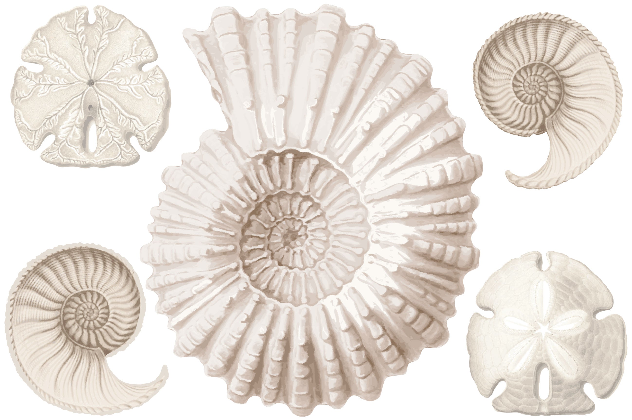 Large Seashell Wall Decals, Ocean Decals, Nautilus and Sand Dollar Dec